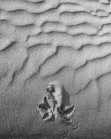 Footprints in the Sand